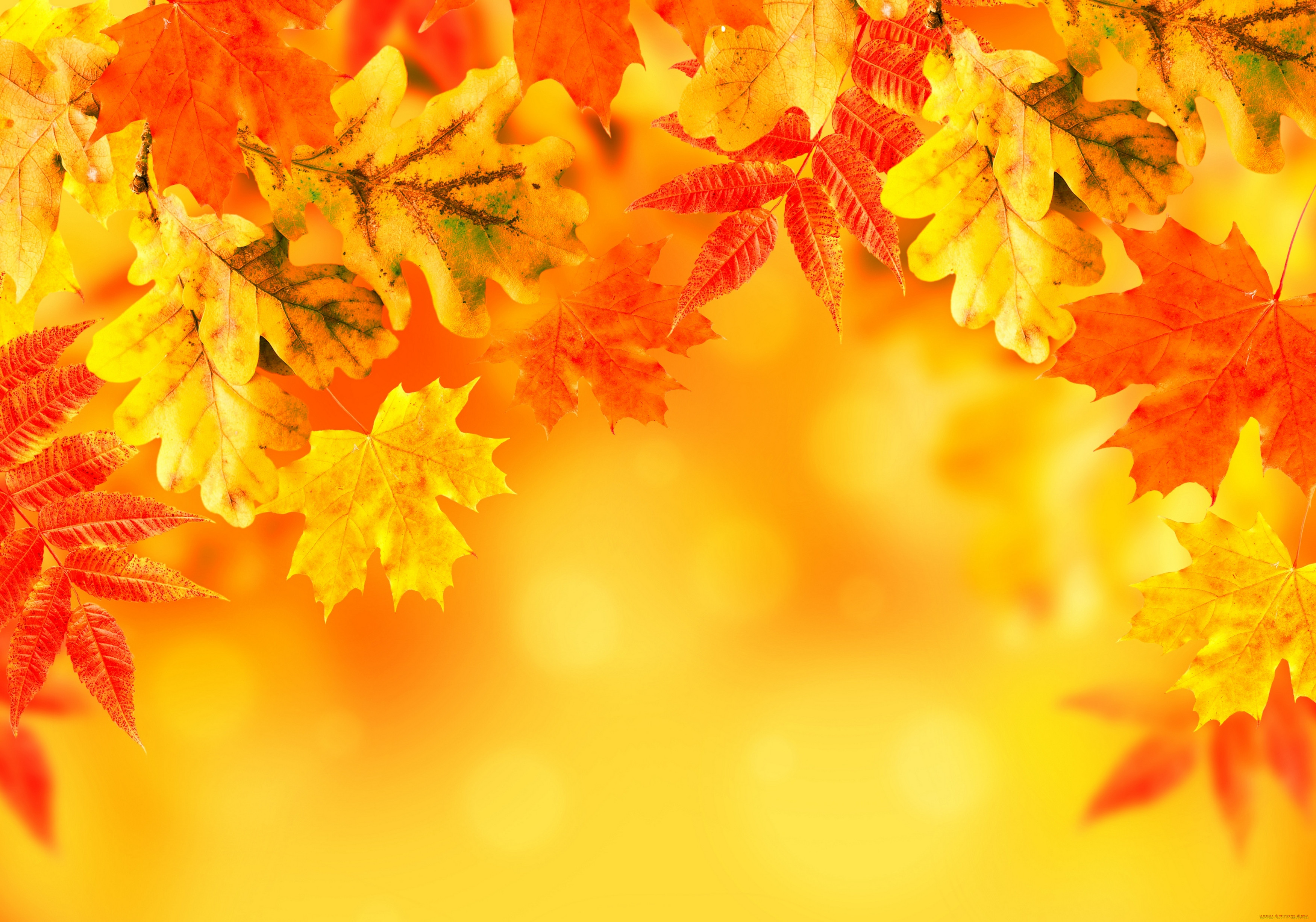 , , leaves, background, , , autumn, 
